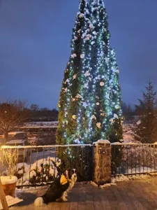 Einschalten der Lichter am Weihnachtsbaum Einschalten der Lichter am Weihnachtsbaum