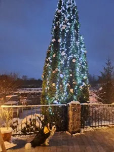 Einschalten der Lichter am Weihnachtsbaum Einschalten der Lichter am Weihnachtsbaum
