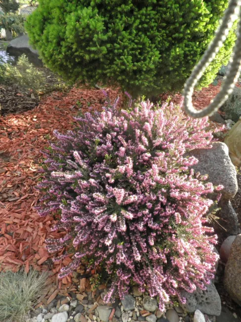 Garten & Bepflanzung Garten & Bepflanzung