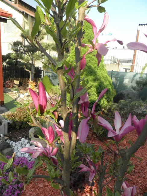Garten & Bepflanzung Garten & Bepflanzung