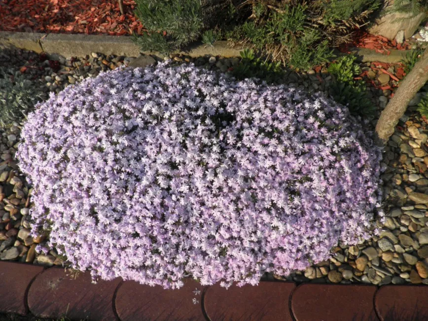 Garten & Bepflanzung Garten & Bepflanzung