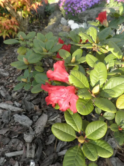 Garten & Bepflanzung Garten & Bepflanzung