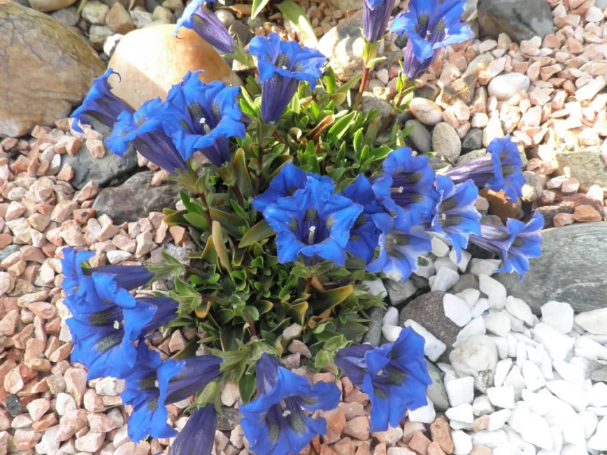 Garten & Bepflanzung Garten & Bepflanzung