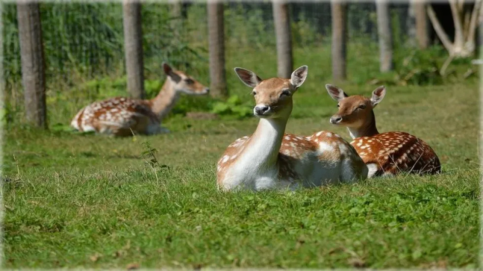 Unsere Tiere / Pet-Therapie Unsere Tiere / Pet-Therapie