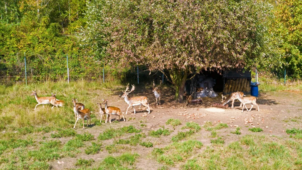 Unsere Tiere / Pet-Therapie Unsere Tiere / Pet-Therapie