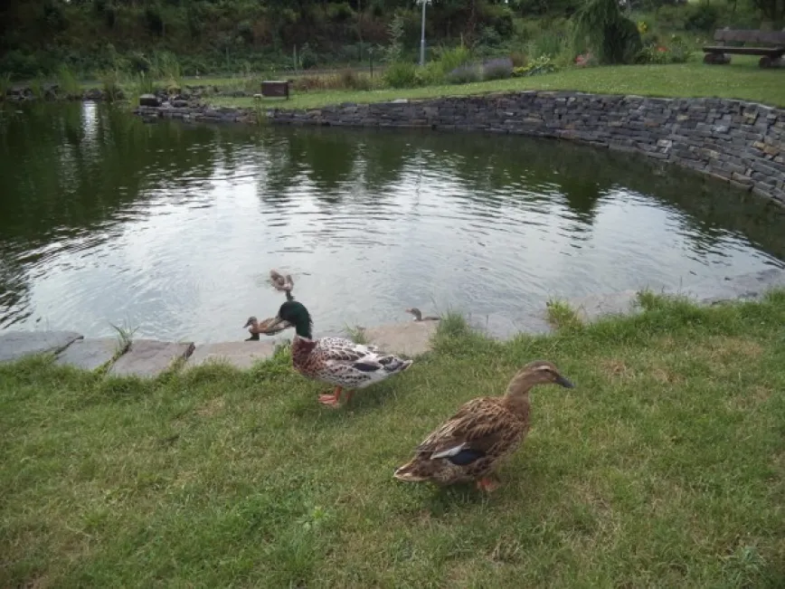 Unsere Tiere / Pet-Therapie Unsere Tiere / Pet-Therapie