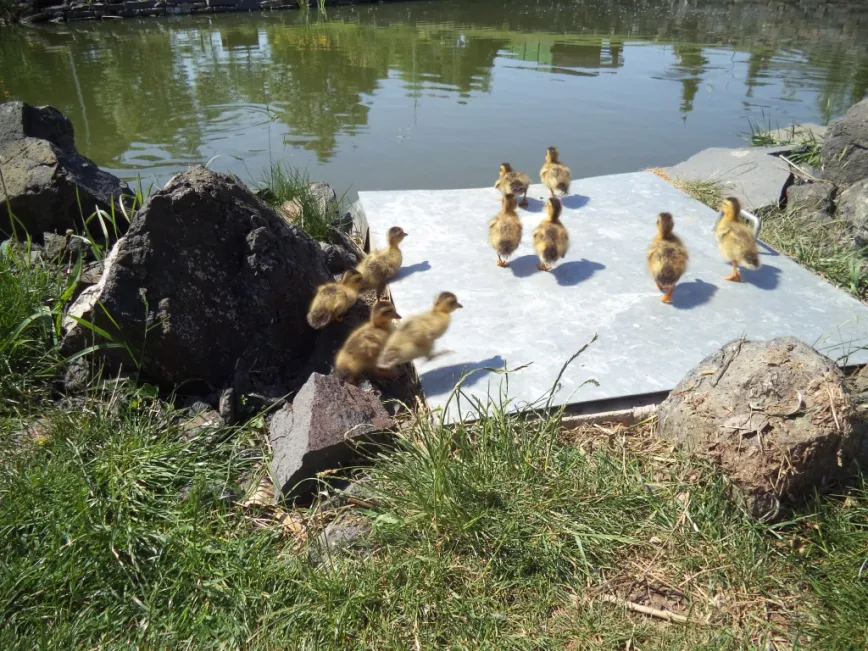 Unsere Tiere / Pet-Therapie Unsere Tiere / Pet-Therapie
